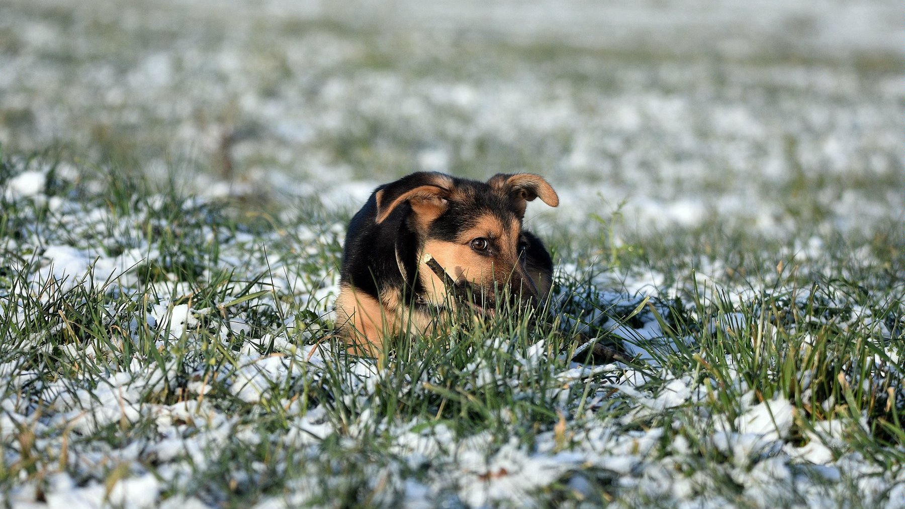 Niskie temperatury czy pokrywający ziemię śnieg mogą być szczególnie uciążliwe dla czworonogów, fot. Pixabay - grafika artykułu