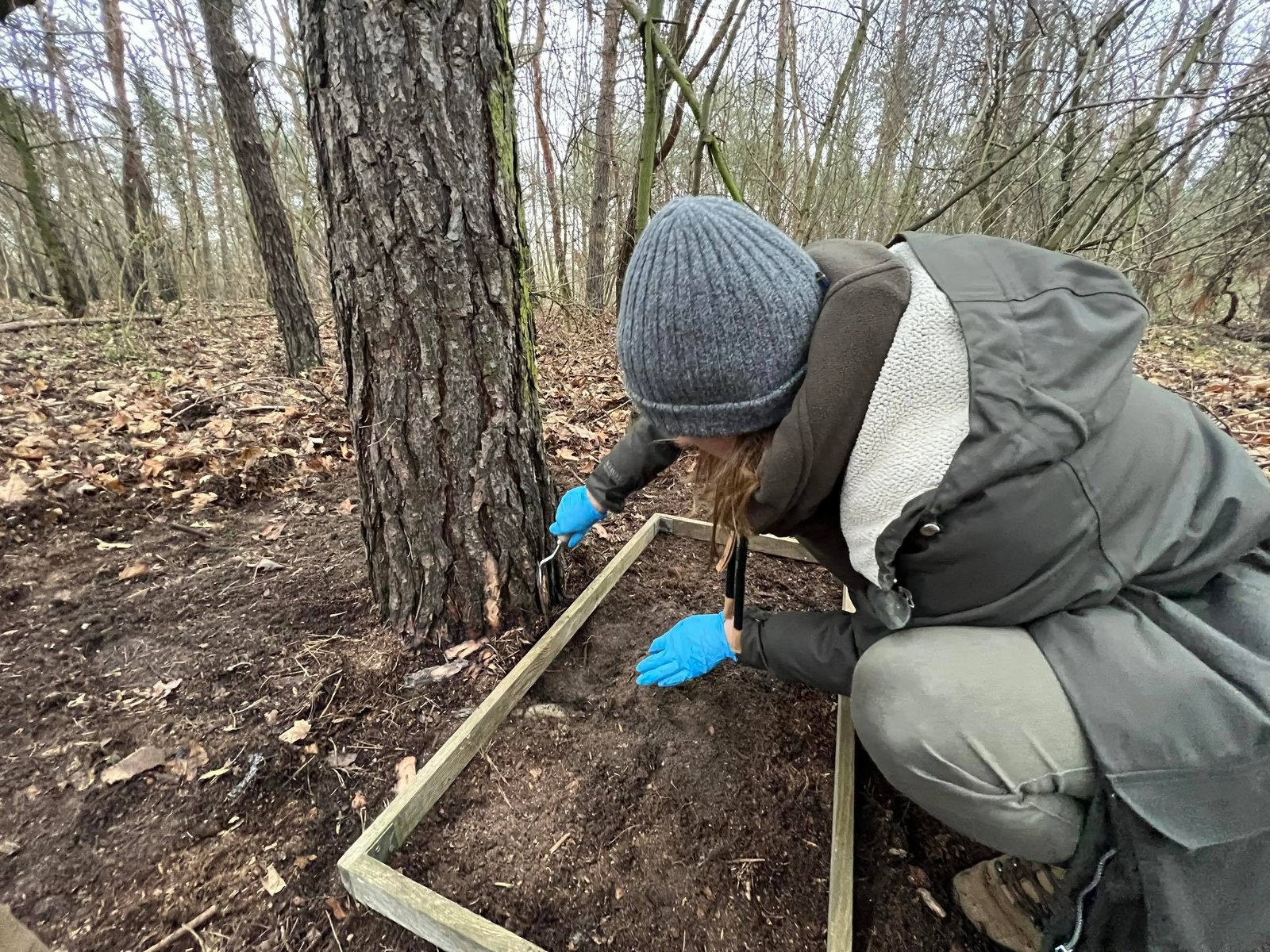 Leśnicy przeszukują ściółkę i wierzchnią warstwę gleby, szukając larw, poczwarek i gąsienic owadów zagrażających drzewom - grafika artykułu