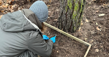 Leśnicy przeszukują ściółkę i wierzchnią warstwę gleby, szukając larw, poczwarek i gąsienic owadów zagrażających drzewom